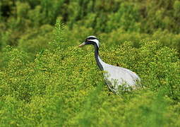 Demoiselle Crane