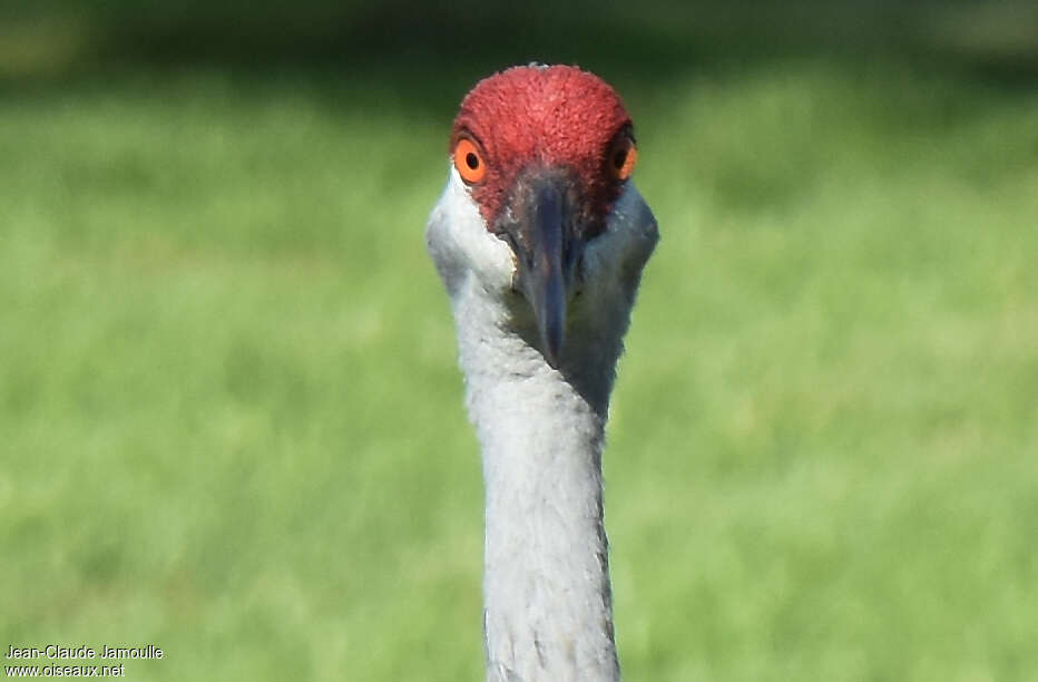 Sandhill Crane, close-up portrait