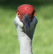 Sandhill Crane