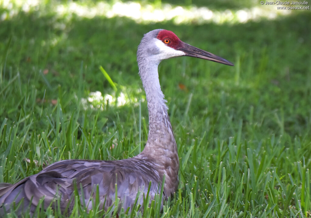 Sandhill Crane