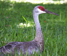 Sandhill Crane