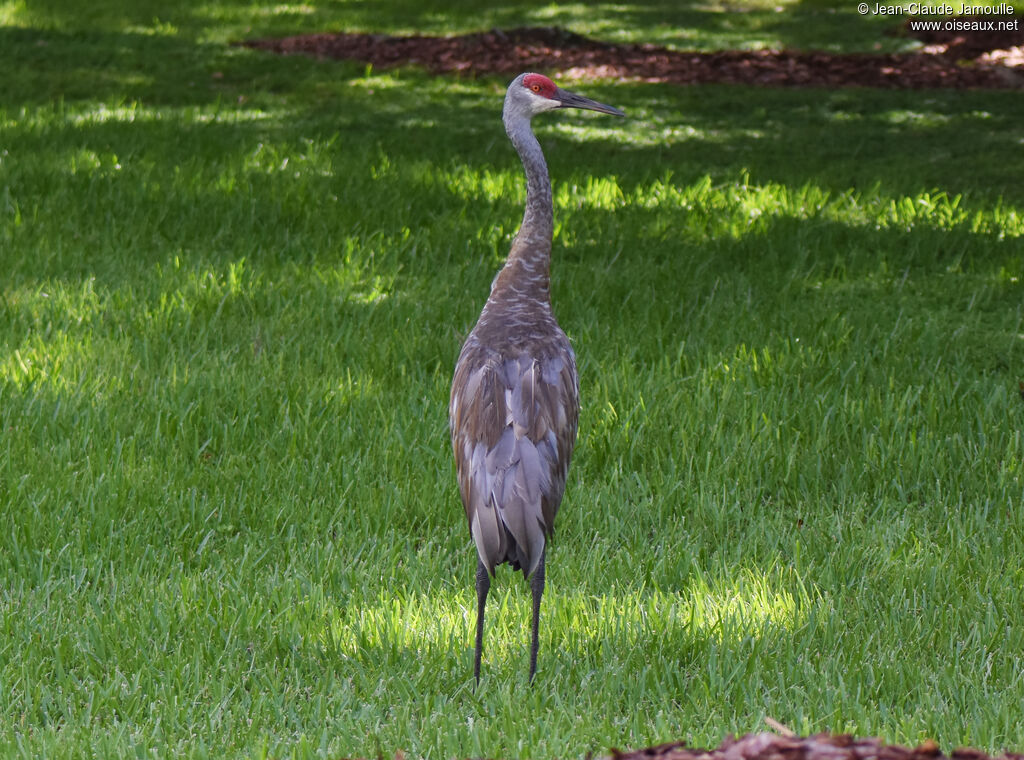 Sandhill Crane