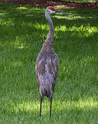 Sandhill Crane