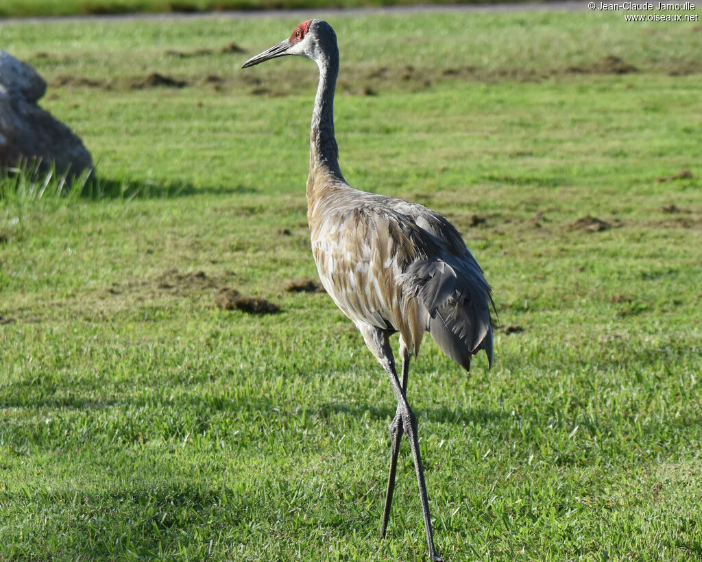 Sandhill Crane