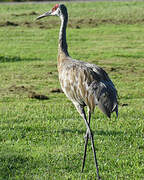 Sandhill Crane