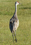 Sandhill Crane