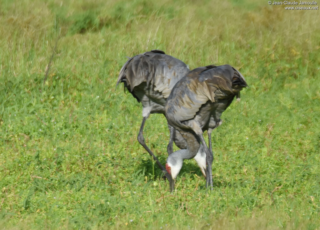 Sandhill Crane