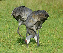 Sandhill Crane