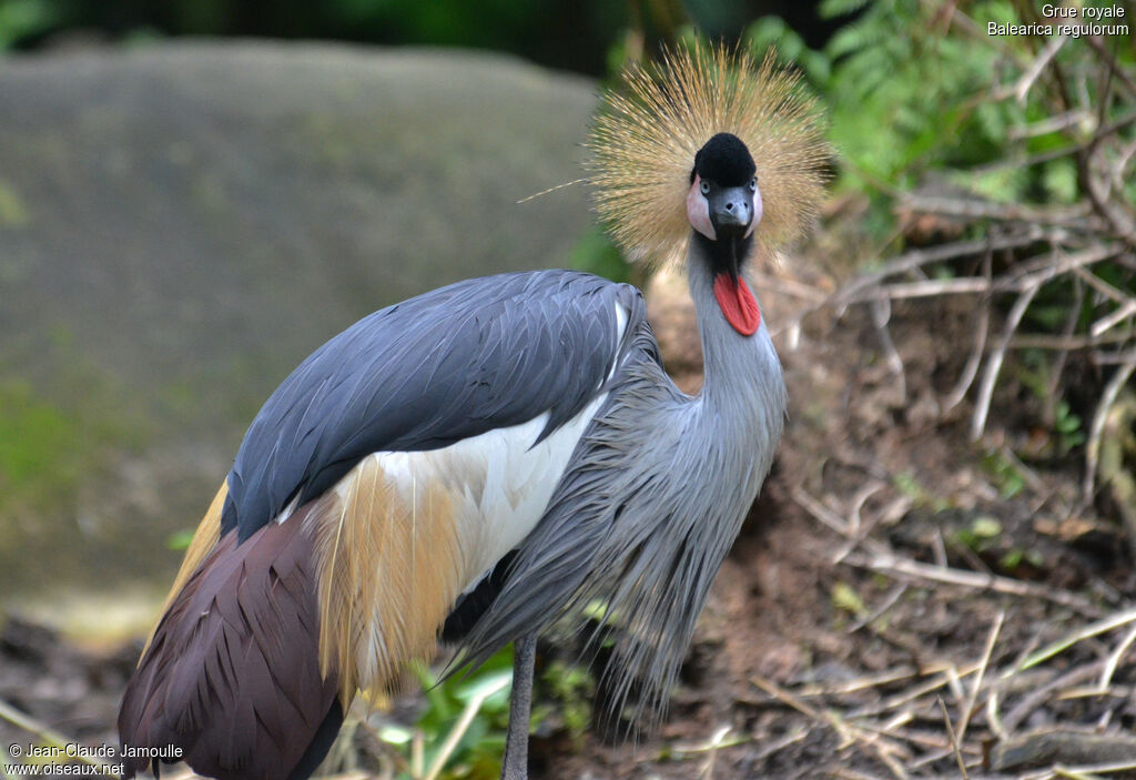 Grey Crowned Crane, Behaviour