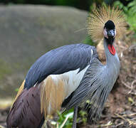 Grey Crowned Crane