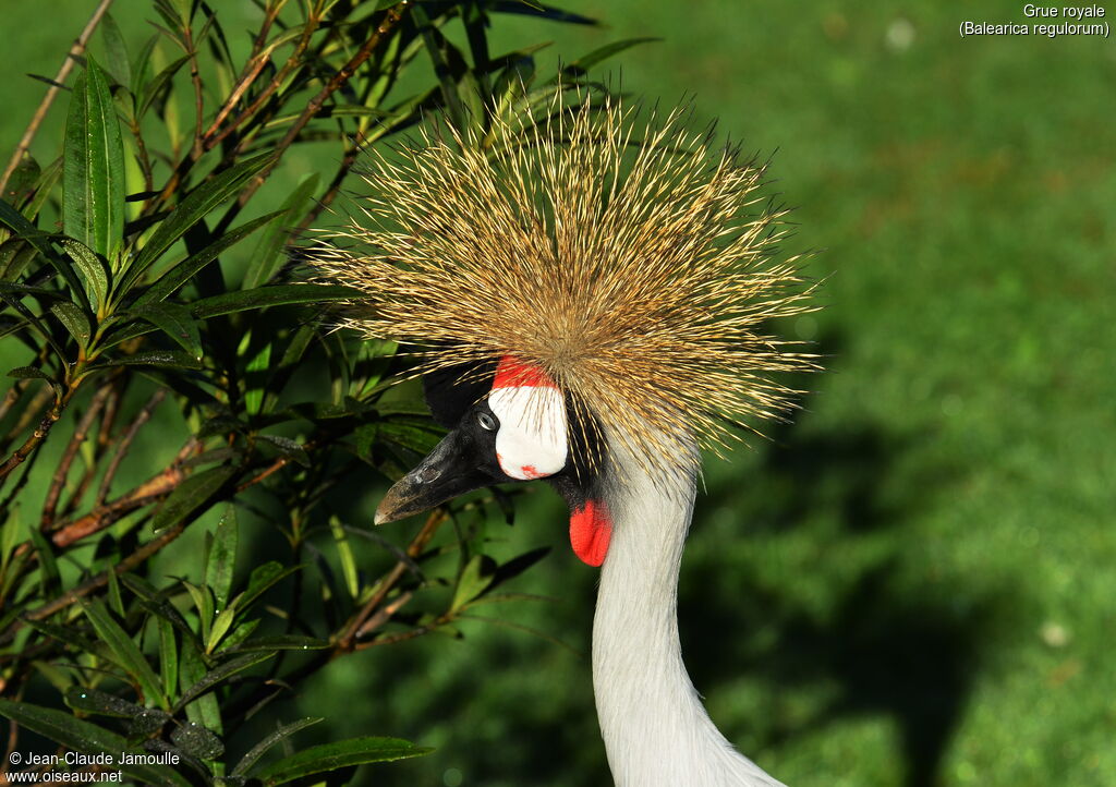 Grey Crowned Crane