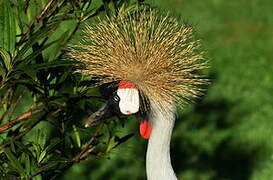 Grey Crowned Crane