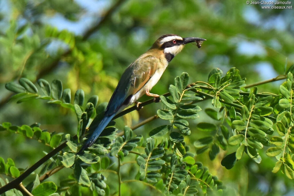 White-throated Bee-eater