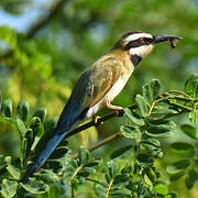 White-throated Bee-eater