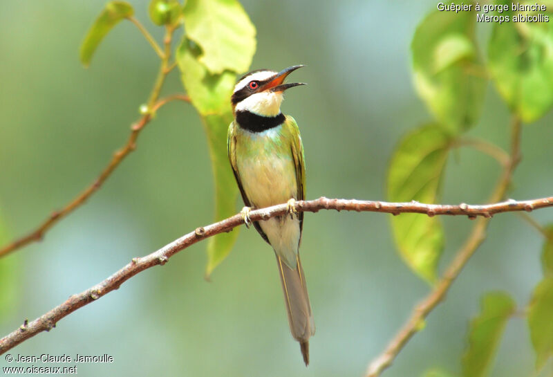 White-throated Bee-eater, song, Behaviour