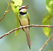 White-throated Bee-eater