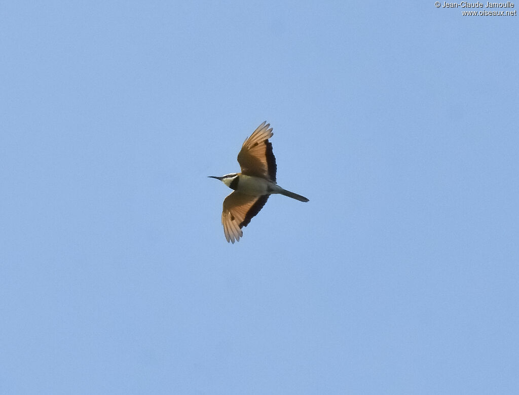 White-throated Bee-eater