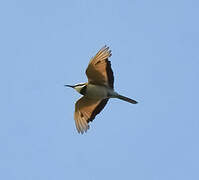 White-throated Bee-eater