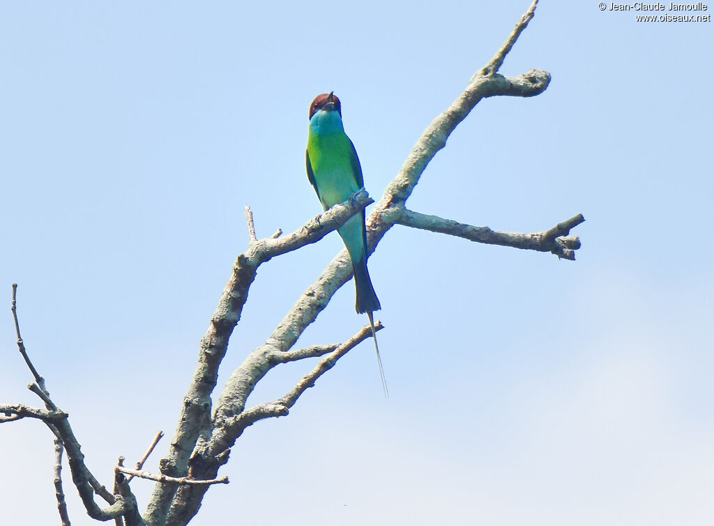 Blue-throated Bee-eater