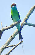 Blue-throated Bee-eater