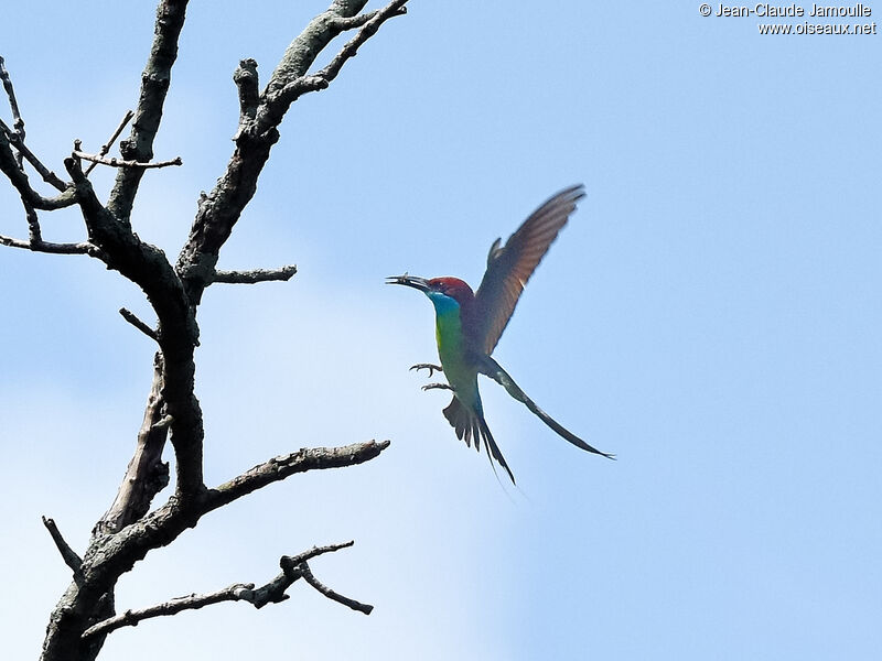 Blue-throated Bee-eater, fishing/hunting
