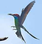 Blue-throated Bee-eater