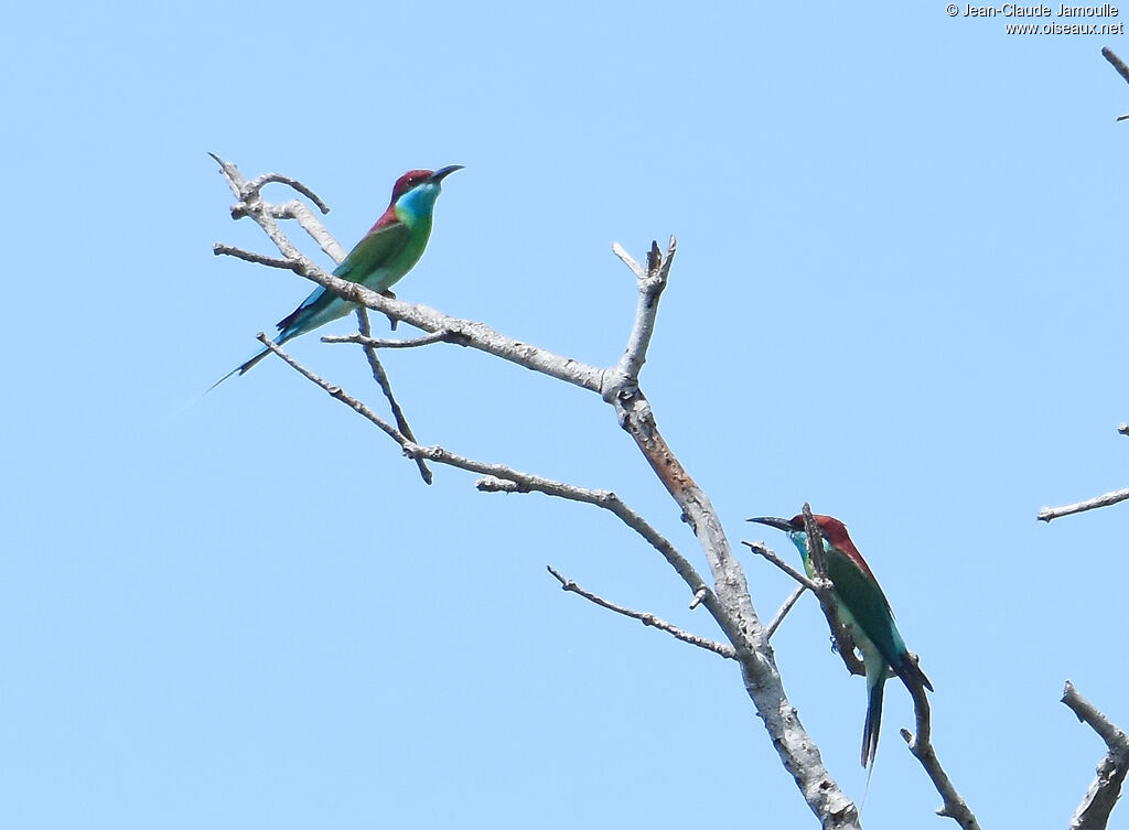 Blue-throated Bee-eater