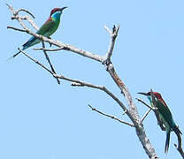 Blue-throated Bee-eater