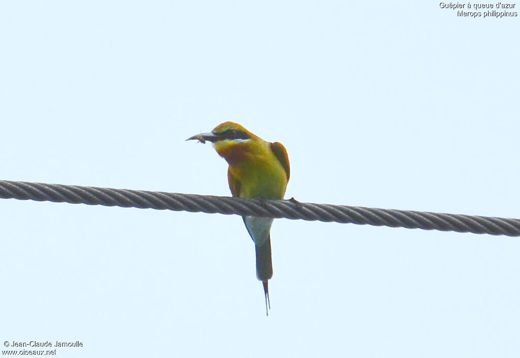 Blue-tailed Bee-eater, feeding habits