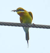 Blue-tailed Bee-eater