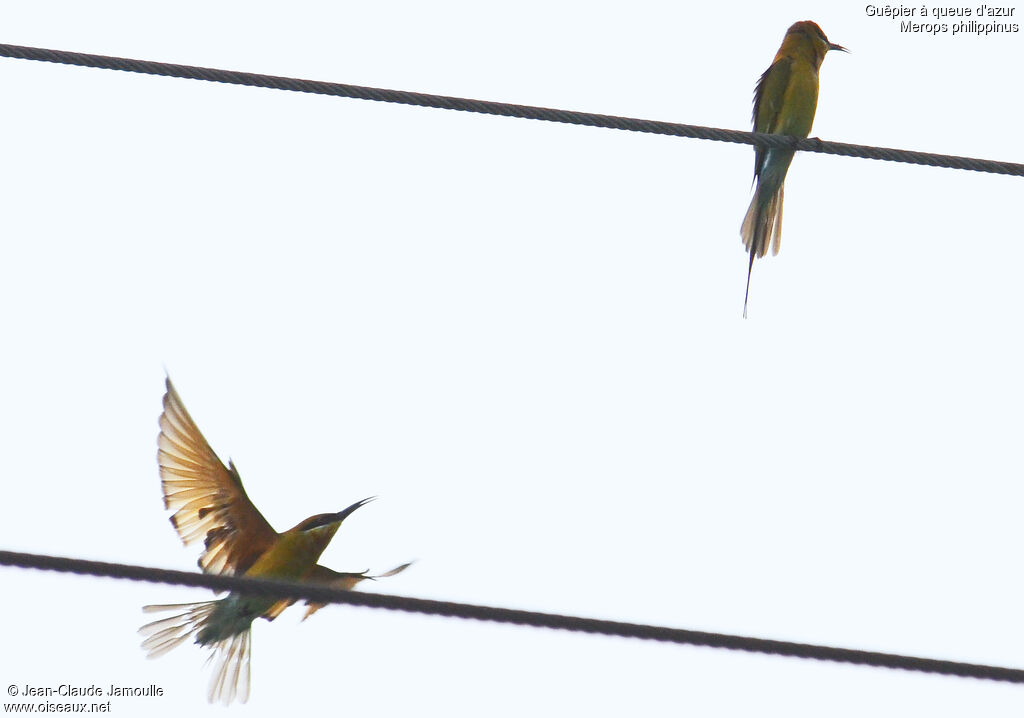 Blue-tailed Bee-eater, Flight