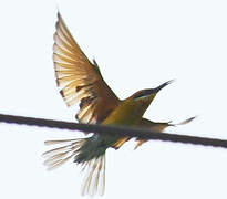 Blue-tailed Bee-eater