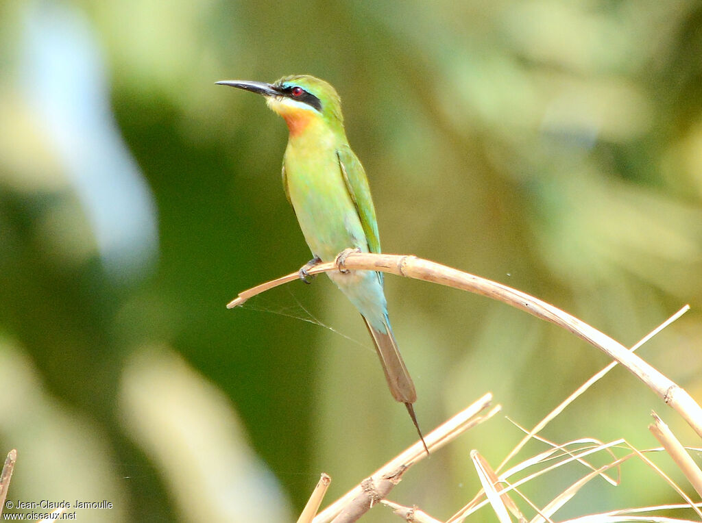 Blue-tailed Bee-eater