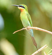 Blue-tailed Bee-eater