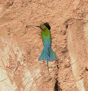 Blue-tailed Bee-eater