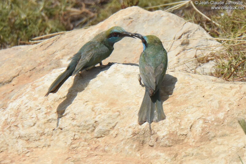 Arabian Green Bee-eater, feeding habits