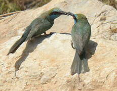 Arabian Green Bee-eater