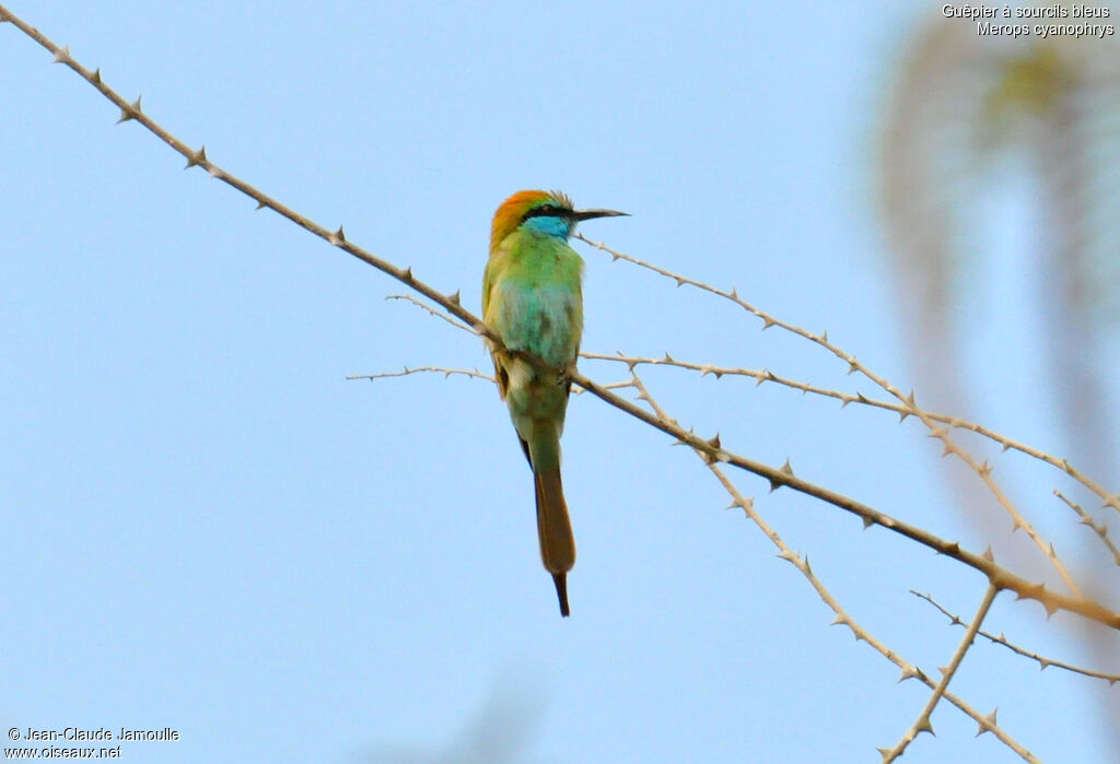 Arabian Green Bee-eater