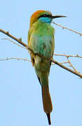 Arabian Green Bee-eater