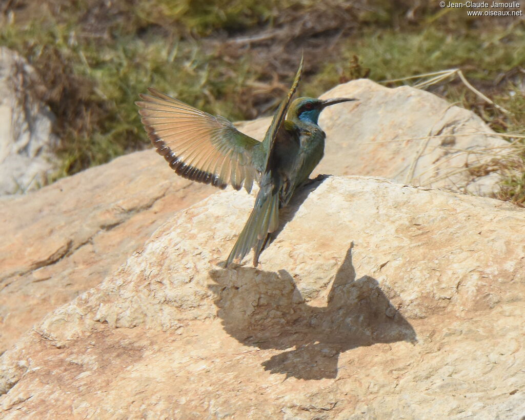 Arabian Green Bee-eater, feeding habits