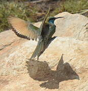 Arabian Green Bee-eater