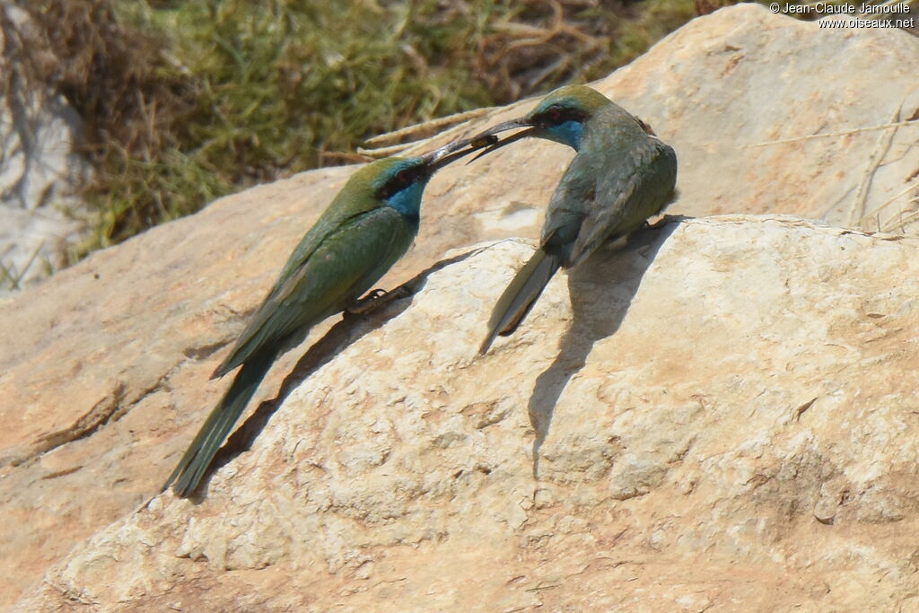 Arabian Green Bee-eater