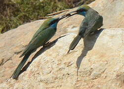 Arabian Green Bee-eater