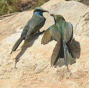 Arabian Green Bee-eater