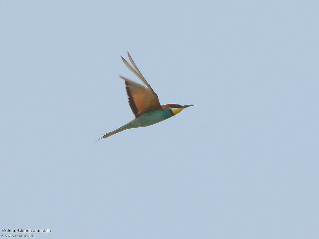 European Bee-eater, Flight