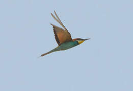 European Bee-eater