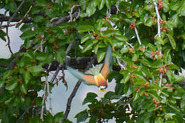 European Bee-eater