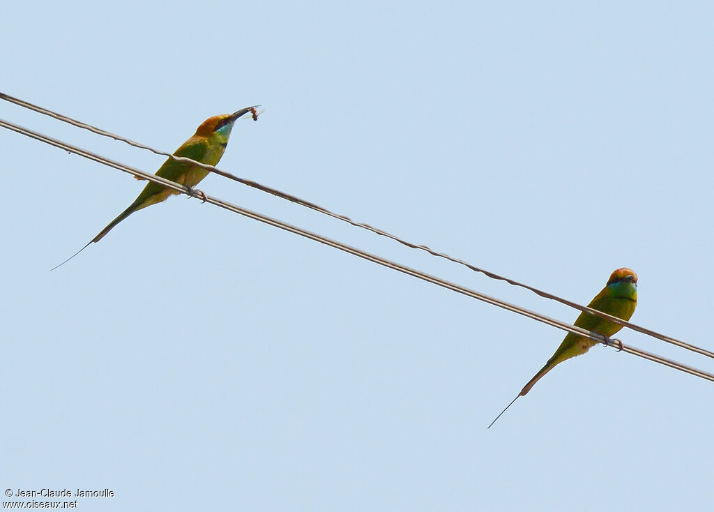 Asian Green Bee-eater