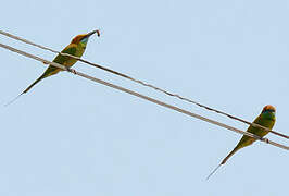 Green Bee-eater