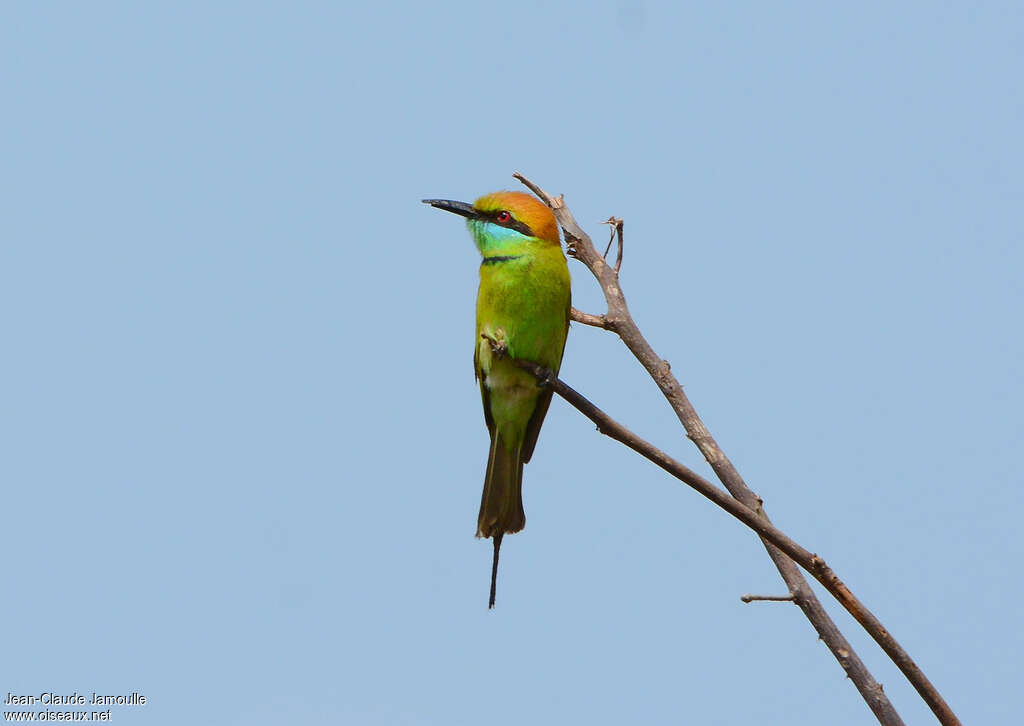 Green Bee-eateradult, pigmentation, fishing/hunting